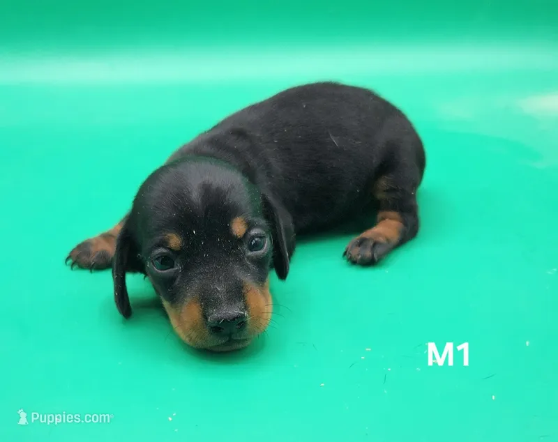 Otter AKC – Miniature Dachshund puppy for sale in Harpers Ferry, IA