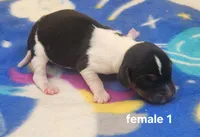 Chevelle AKC, a female Beagle for sale in Harpers Ferry, IA – 1 of 2