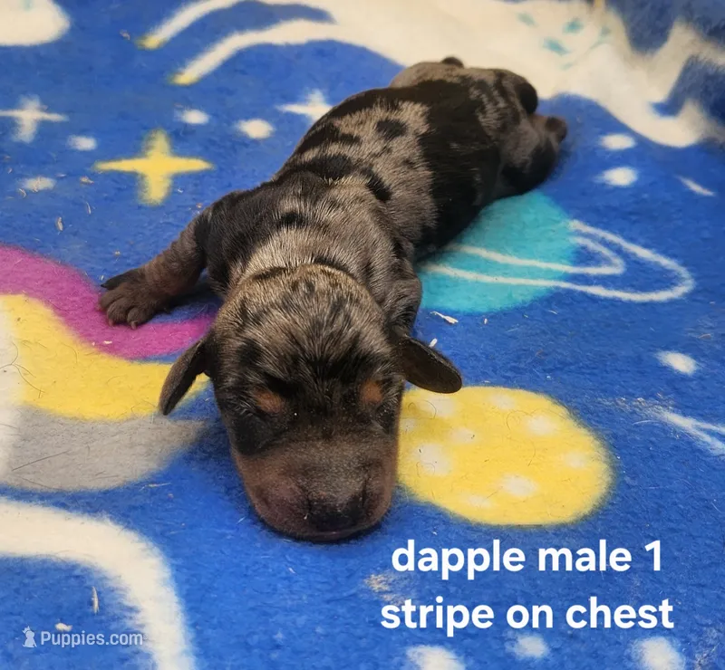 Bear AKC – Miniature Dachshund puppy for sale in Harpers Ferry, IA