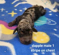 Bear AKC, a male Miniature Dachshund for sale in Harpers Ferry, IA – 1 of 3