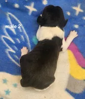 Chevy AKC, a male Beagle for sale in Harpers Ferry, IA – 2 of 2