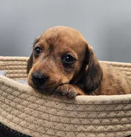 Alvin AKC Brindle, a male Miniature Dachshund for sale in Harpers Ferry, IA – Photo 1 of 6