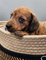 Alvin AKC Brindle, a male Miniature Dachshund for sale in Harpers Ferry, IA – Photo 3 of 6