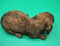 Alvin AKC Wirehaired, a male Miniature Dachshund for sale in Harpers Ferry, IA – Photo 2 of 3