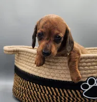 Alvin AKC Brindle, a male Miniature Dachshund for sale in Harpers Ferry, IA – Photo 2 of 6