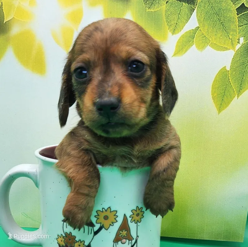 Alvin AKC Wirehaired – Miniature Dachshund puppy for sale in Harpers Ferry, IA