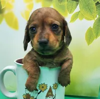 Alvin AKC Wirehaired, a male Miniature Dachshund for sale in Harpers Ferry, IA – Photo 1 of 3