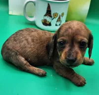 Alvin AKC Wirehaired, a male Miniature Dachshund for sale in Harpers Ferry, IA – Photo 3 of 3