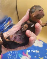 Moose AKC, a male Miniature Dachshund for sale in Harpers Ferry, IA – 2 of 3