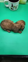 Alvin AKC Brindle, a male Dachshund for sale in Harpers Ferry, IA – Photo 5 of 5