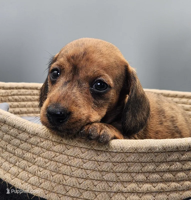 Alvin AKC Brindle – Dachshund puppy on hold in Harpers Ferry, IA