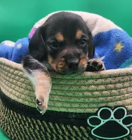 Malibu AKC, a female Beagle for sale in Harpers Ferry, IA – 1 of 5