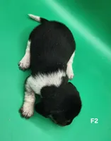 Malibu AKC, a female Beagle for sale in Harpers Ferry, IA – 3 of 5