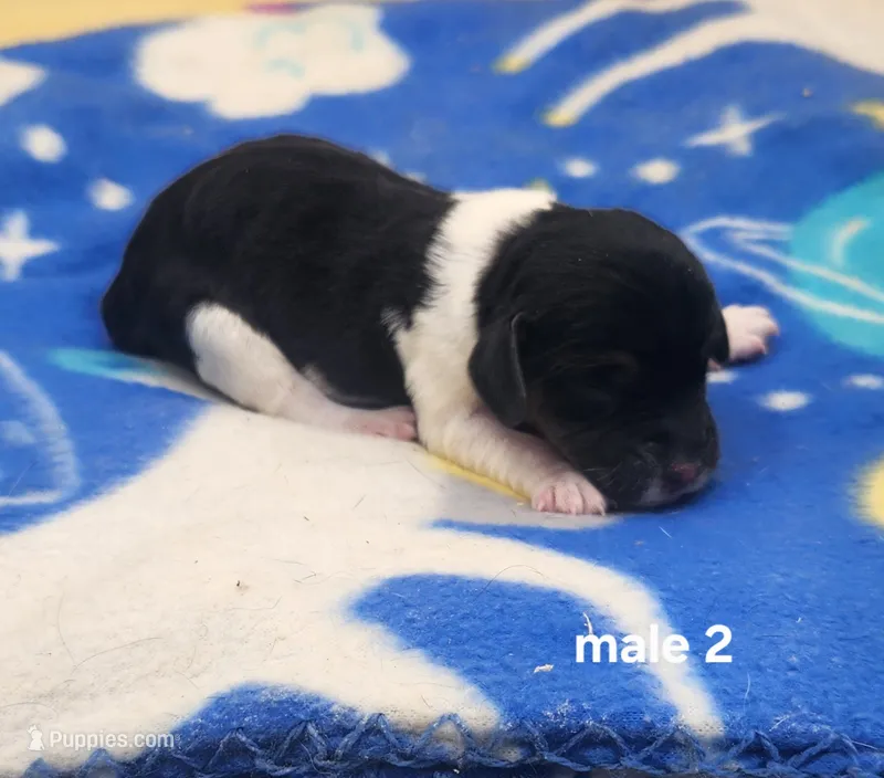Chevy AKC – Beagle puppy on hold in Harpers Ferry, IA