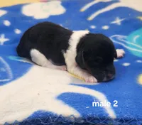 Chevy AKC, a male Beagle for sale in Harpers Ferry, IA – 1 of 2
