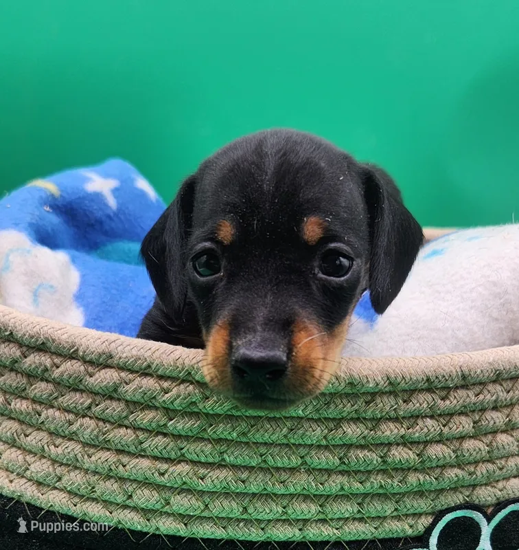 Moose AKC – Miniature Dachshund puppy for sale in Harpers Ferry, IA