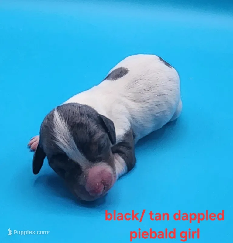 Bridget AKC – Miniature Dachshund puppy on hold in Harpers Ferry, IA