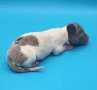 Bridget AKC, a female Miniature Dachshund for sale in Harpers Ferry, IA – Photo 2 of 2