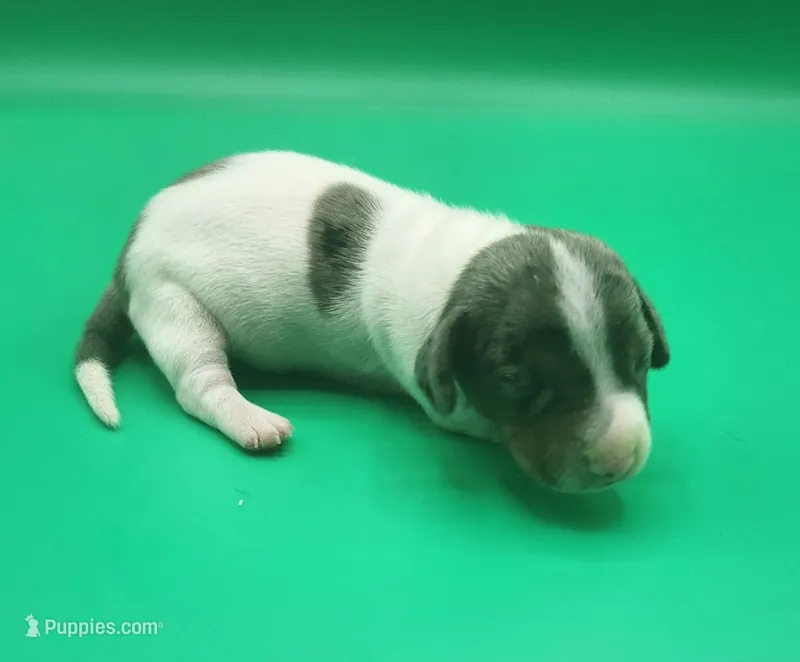 Bridget AKC – Miniature Dachshund puppy on hold in Harpers Ferry, IA