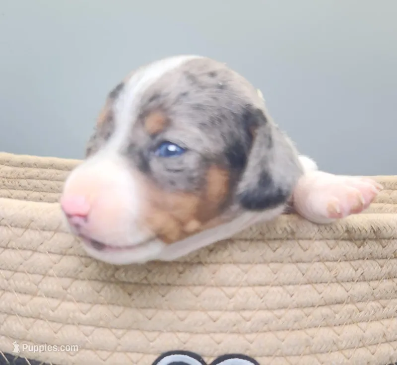 Bridget AKC – Miniature Dachshund puppy on hold in Harpers Ferry, IA