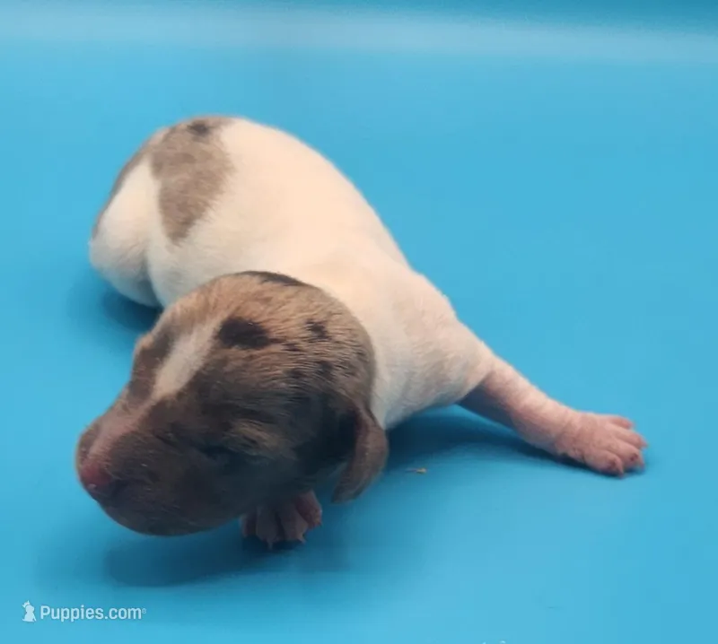 Bucky AKC – Miniature Dachshund puppy for sale in Harpers Ferry, IA