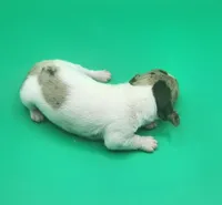 Bucky AKC BLUE EYES!, a male Miniature Dachshund for sale in Harpers Ferry, IA – Photo 7 of 8