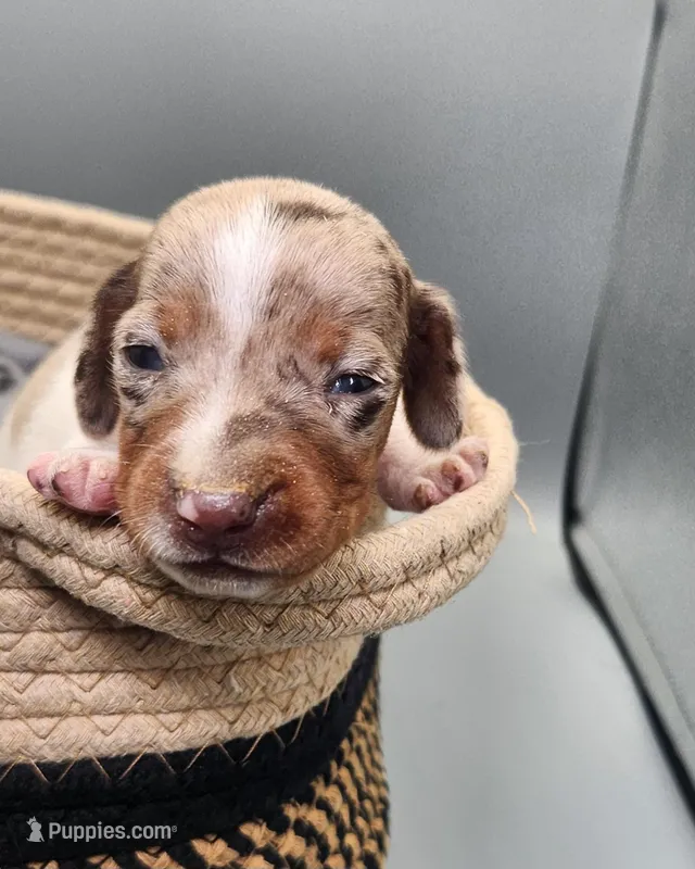 Bucky AKC – Miniature Dachshund puppy for sale in Harpers Ferry, IA