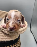 Bucky AKC BLUE EYES!, a male Miniature Dachshund for sale in Harpers Ferry, IA – Photo 1 of 8