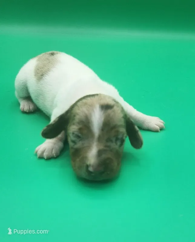 Bucky AKC – Miniature Dachshund puppy for sale in Harpers Ferry, IA