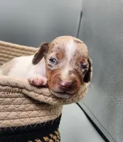 Bucky AKC BLUE EYES!, a male Miniature Dachshund for sale in Harpers Ferry, IA – Photo 4 of 8