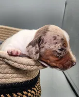 Bucky AKC BLUE EYES!, a male Miniature Dachshund for sale in Harpers Ferry, IA – Photo 3 of 8