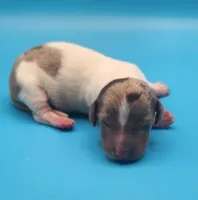 Bucky AKC, a male Miniature Dachshund for sale in Harpers Ferry, IA – Photo 2 of 2