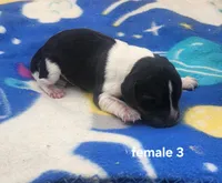 Corvette AKC, a female Beagle for sale in Harpers Ferry, IA – 1 of 2