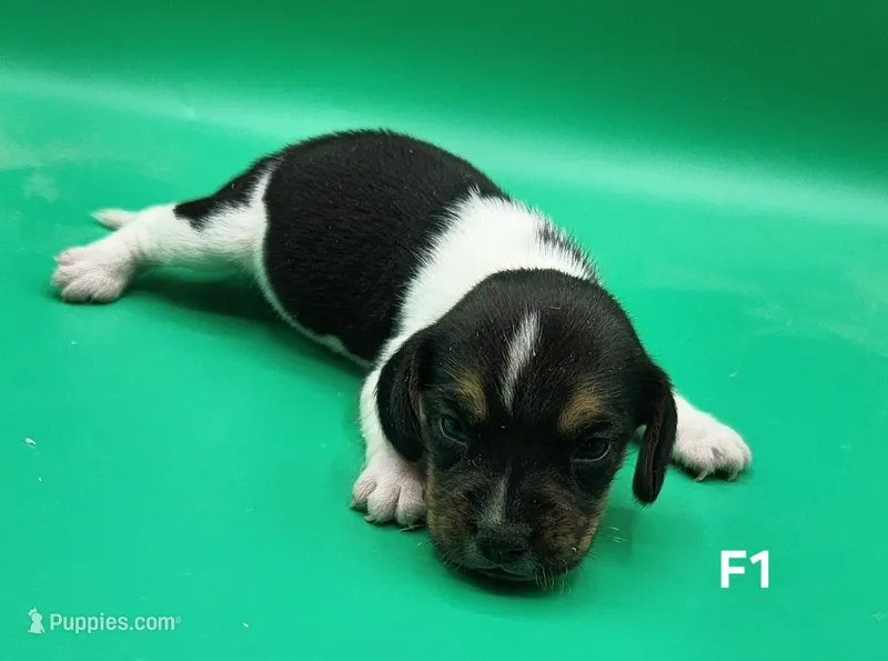 Chevelle AKC – Beagle puppy for sale in Harpers Ferry, IA