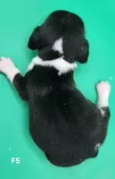 Caprice AKC  TINY GIRL!, a female Beagle for sale in Harpers Ferry, IA – 4 of 6