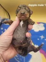 Bear AKC, a male Miniature Dachshund for sale in Harpers Ferry, IA – 3 of 3
