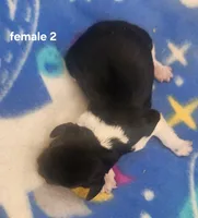 Malibu, a female Beagle for sale in Harpers Ferry, IA – 2 of 2