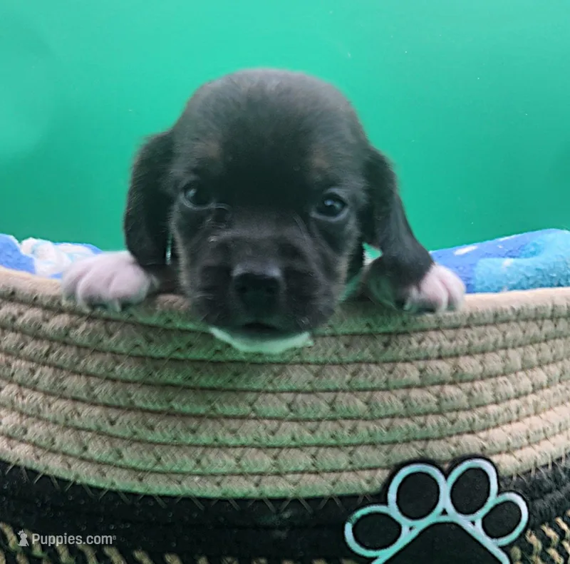 Caprice AKC  TINY GIRL! – Beagle puppy for sale in Harpers Ferry, IA