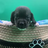 Caprice AKC  TINY GIRL!, a female Beagle for sale in Harpers Ferry, IA – 1 of 6