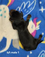 Otter AKC, a male Miniature Dachshund for sale in Harpers Ferry, IA – 2 of 3