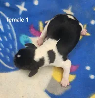 Chevelle AKC, a female Beagle for sale in Harpers Ferry, IA – 2 of 2
