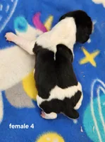 Pinto AKC, a female Beagle for sale in Harpers Ferry, IA – 2 of 2