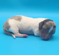 Bucky AKC BLUE EYES!, a male Dachshund for sale in Harpers Ferry, IA – Photo 6 of 7