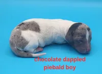 Bucky AKC BLUE EYES!, a male Dachshund for sale in Harpers Ferry, IA – Photo 5 of 7