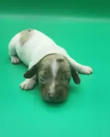 Bucky AKC BLUE EYES!, a male Dachshund for sale in Harpers Ferry, IA – Photo 4 of 7