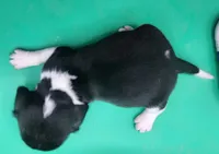 Caprice AKC  TINY GIRL!, a female Beagle for sale in Harpers Ferry, IA – 2 of 6