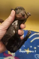 Buck AKC, a male Miniature Dachshund for sale in Harpers Ferry, IA – 3 of 3