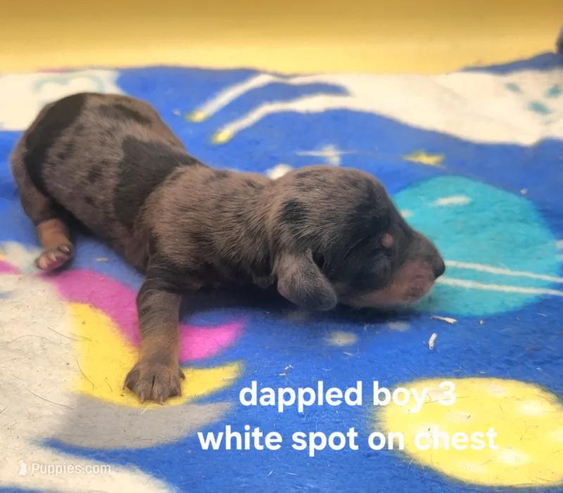 Wolf AKC – Miniature Dachshund puppy for sale in Harpers Ferry, IA