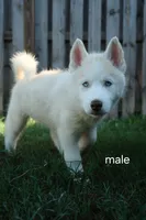 Fluffy, a male Siberian Husky for sale in Gainesville, FL – 2 of 3