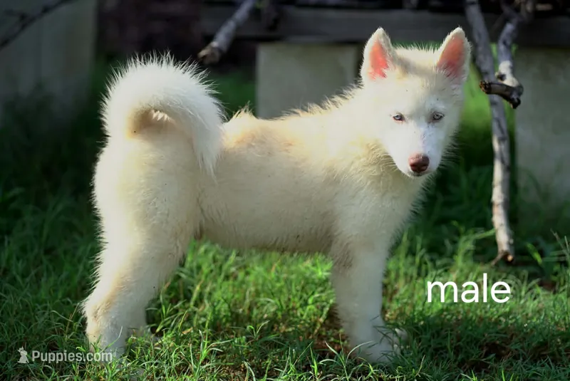 Fluffy – Siberian Husky puppy for sale in Gainesville, FL